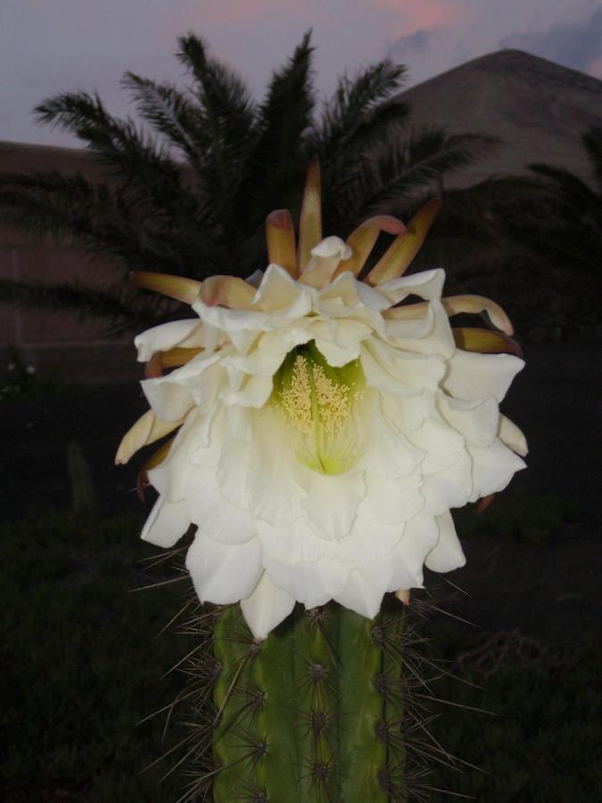 蒂亚斯Casa La Tahonilla公寓 外观 照片