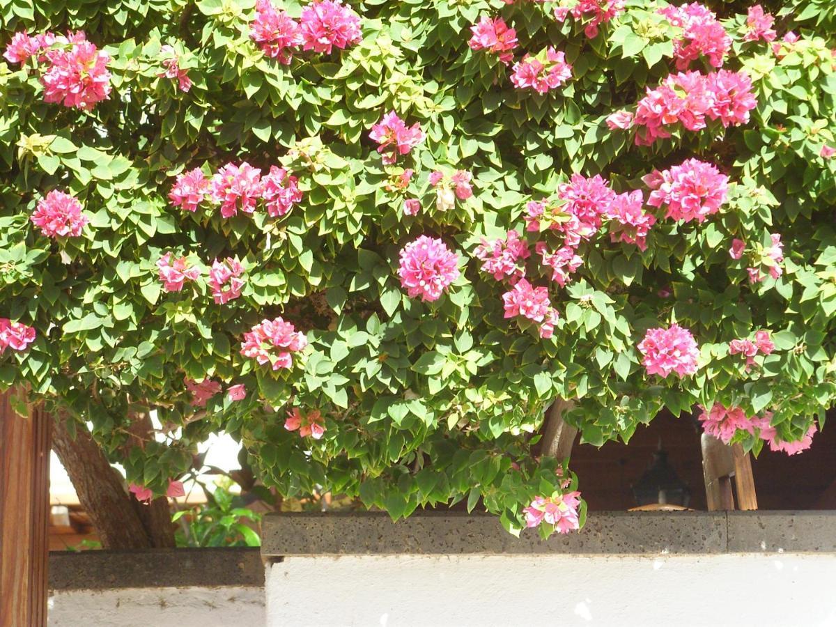 蒂亚斯Casa La Tahonilla公寓 外观 照片